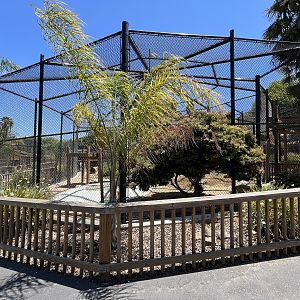 Amur Leopard Exhibit - New