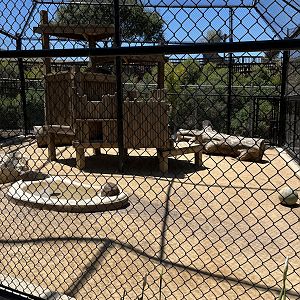 Eurasian Lynx Exhibit - New