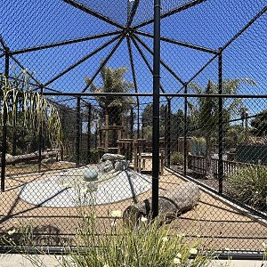 African (Black) Leopard Exhibit - New