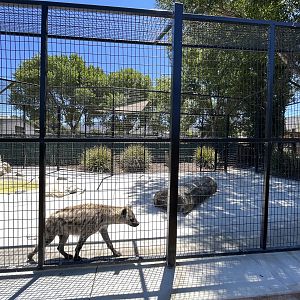Spotted Hyena Exhibit - appalling