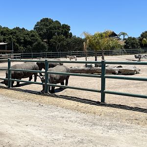 White Rhino/Zebra Exhibit