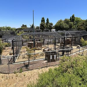 Caracal/Bobcat/Lynx/Serval Exhibits
