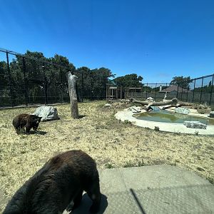 Black Bear Exhibit