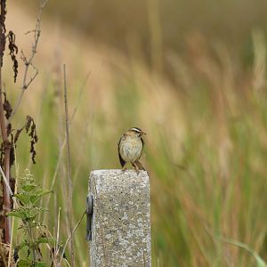 Sedge Warbler Acrocephalus schoenobaenus