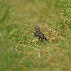 Meadow Pipit Anthus pratensis
