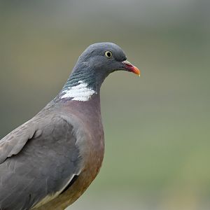 Wood pigeon Columba palumbus