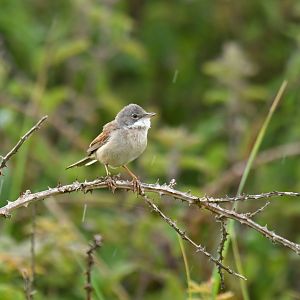 Common Whitethroat Curruca communis