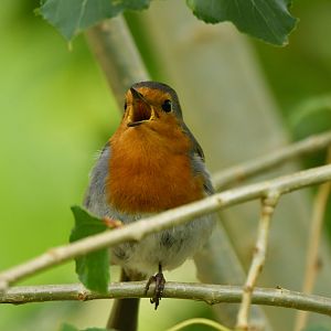 European robin Erithacus rubecula
