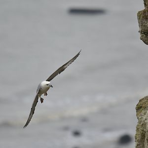 Northern fulmar Fulmarius glacialis