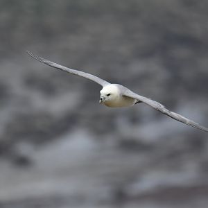 Northern fulmar Fulmarius glacialis