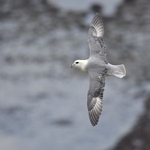 Northern fulmar Fulmarius glacialis