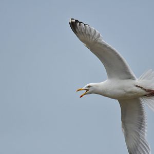 European Herring Gull Larus argentatus