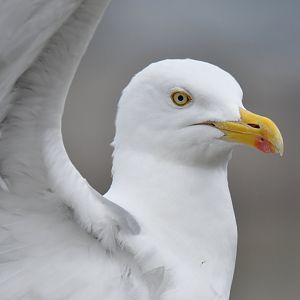 European Herring Gull Larus argentatus