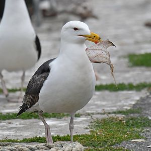 Great Black-backed Gull Larus marinus