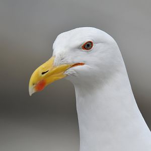 Great Black-backed Gull Larus marinus
