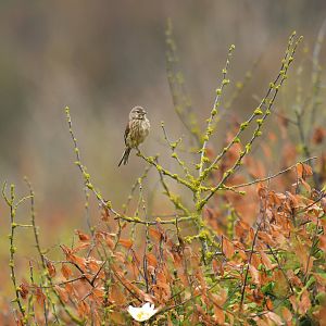 Eurasian Linnet Linaria cannabina