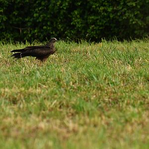 Red Kite Milvus milvus
