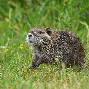 Nutria Myocastor coypus