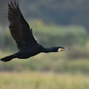 Great Cormorant Phalacrocorax carbo