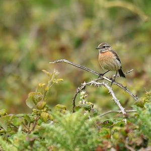 European Stonechat Saxicola rubicola