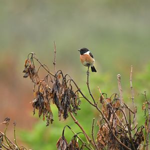 European Stonechat Saxicola rubicola