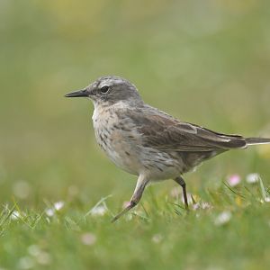 Water Pipit Anthus spinoletta