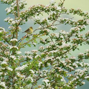 Melodious Warbler Hippolais polyglotta