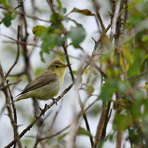Melodious Warbler Hippolais polyglotta
