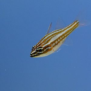 Red-striped cardinalfish (Ostorhinchus margaritophorus)