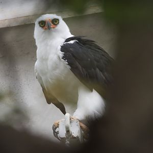 Black-and-white Hawk-eagle/ Spizaetus melanoleucus