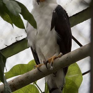 Black-and-white Hawk-eagle/ Spizaetus melanoleucus