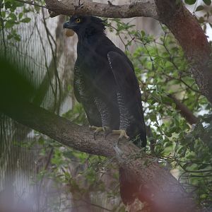 Black Hawk-eagle/ Spizaetus tyrannus