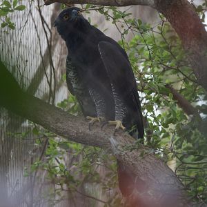 Black Hawk-eagle/ Spizaetus tyrannus