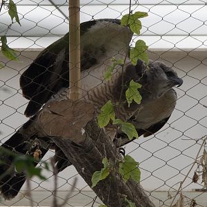 Crested Eagle/ Morphnus guianensis