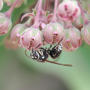 Bald-faced Hornet (Dolichovespula maculata)