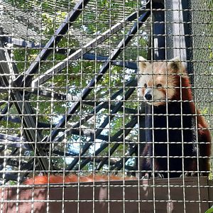 Ruskin the Red Panda