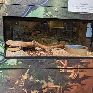 Turkey Run State Park Nature Center - Copperhead Tank