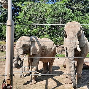 Moshi, Martika, and Willy