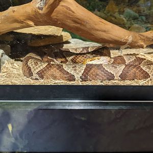Turkey Run State Park Nature Center - Copperhead