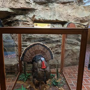 Turkey Run State Park Nature Center - Turkey