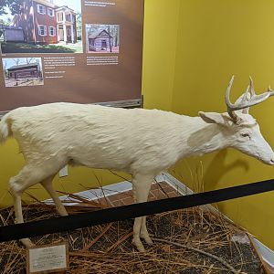 Turkey Run State Park Nature Center - Deer