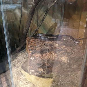 Turkey Run State Park Nature Center - Black Rat Snake (Apologies for the glare)