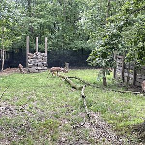 Lesser Kudu Exhibit