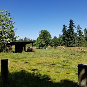 Muskox enclosure