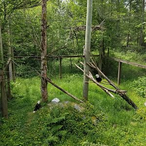 Bald eagle aviary