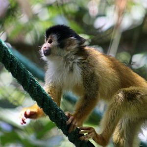 Black-Crowned Central American Squirrel Monkey (Saimiri oerstedii oerstedii)