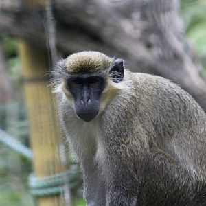 Green Monkey (Chlorocebus sabaeus)