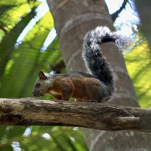 Orange-Legged Variegated Squirrel (Sciurus variegatoides rigidus)