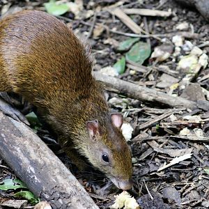 Wild Central American Agouti (Dasyprocta punctata richmondi)