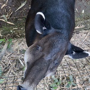 Baird's Tapir (Tapirus bairdii)